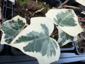 Hedera hibernica 'Argarai'