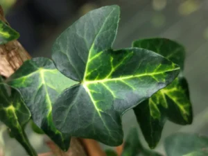 <em>Hedera hibernica</em> &lsquo;Atlanti&rsquo; – lierre d&rsquo;Irlande