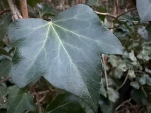 <em>Hedera hibernica</em> &lsquo;Bois de Cise&rsquo; – lierre d&rsquo;Irlande