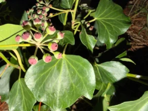 Hedera hibernica 'Bois de Cise' adult