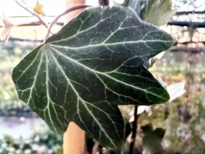 Hedera hibernica 'Crug Gold'