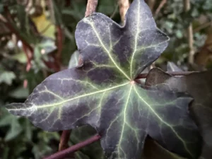 <em>Hedera hibernica</em> &lsquo;Jabugo&rsquo; – lierre d&rsquo;Irlande