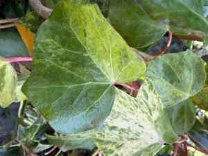 Hedera hibernica 'Maculata' adult