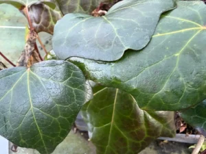 <em>Hedera hibernica</em> &lsquo;Plougestan&rsquo; – Lierre d&rsquo;Irlande