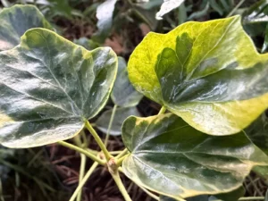 Hedera hibernica 'Sulphurea' adult