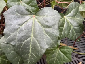 <em>Hedera hibernica</em> – Lierre d&rsquo;Irlande