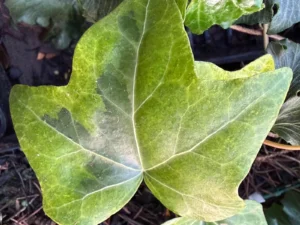 <em>Hedera maroccana</em> &lsquo;Limalai&rsquo; – Lierre du Maroc