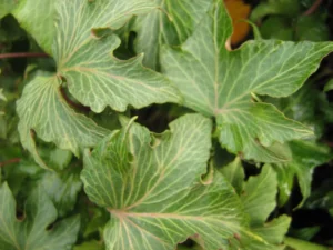 <em>Hedera helix</em> &lsquo;Green Ripple&rsquo; – lierre d&rsquo;ornement