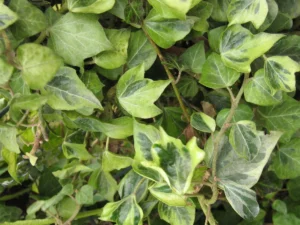 Hedera rhombea 'Submarginata'