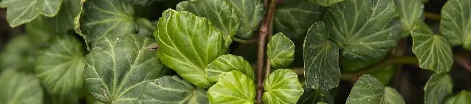 Ivy with unusual foliage
