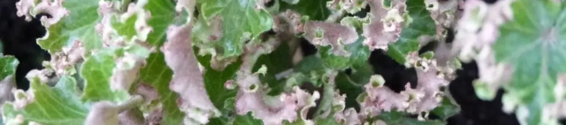 Ivy with curly or wavy foliage