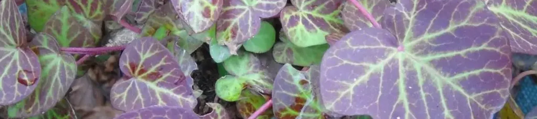 Ivy with red foliage in winter